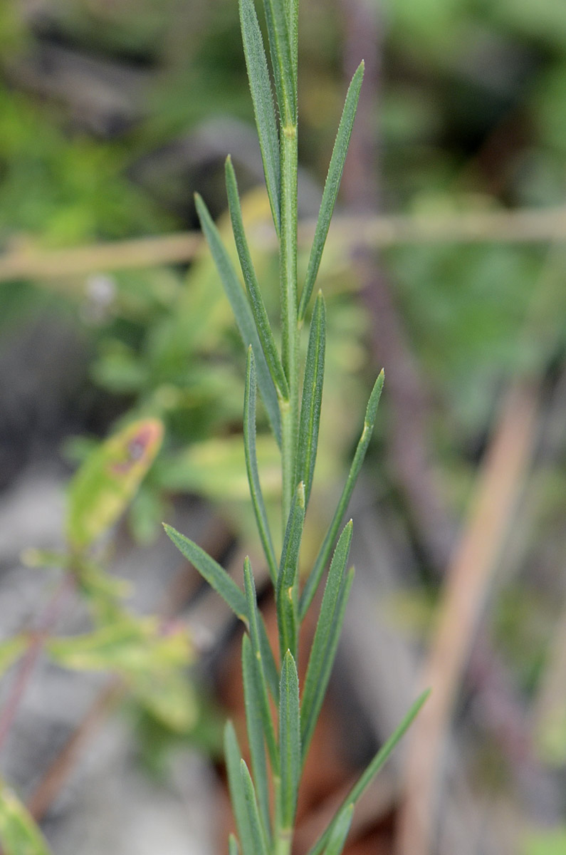 Linum tenuifolium / Lino a foglie strette